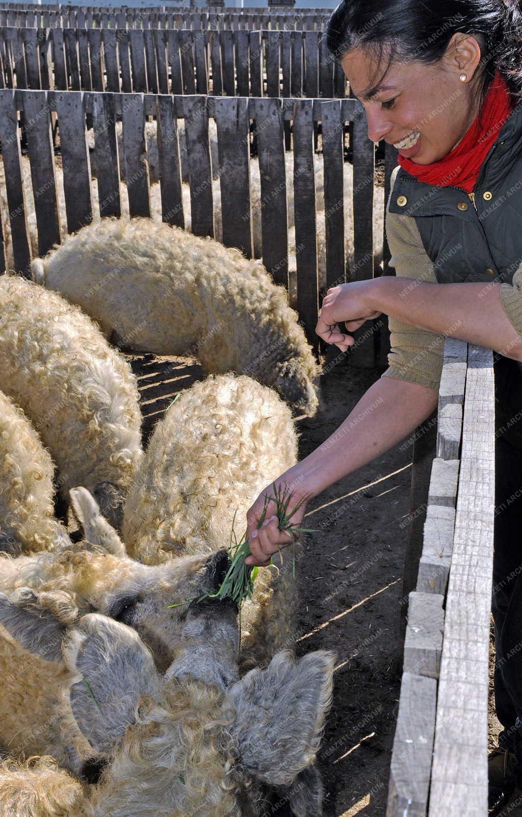 Állattenyésztés - Hajdúböszörmény - Mangalica tenyésztés