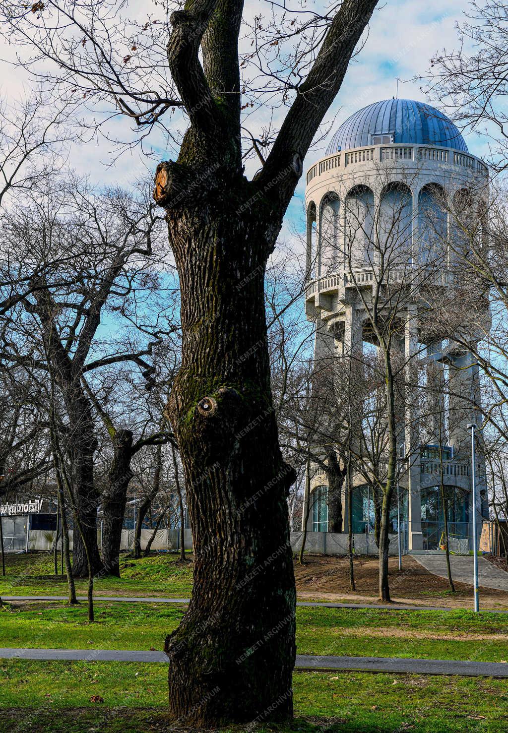 Természet - Debrecen - Őstölgyes 