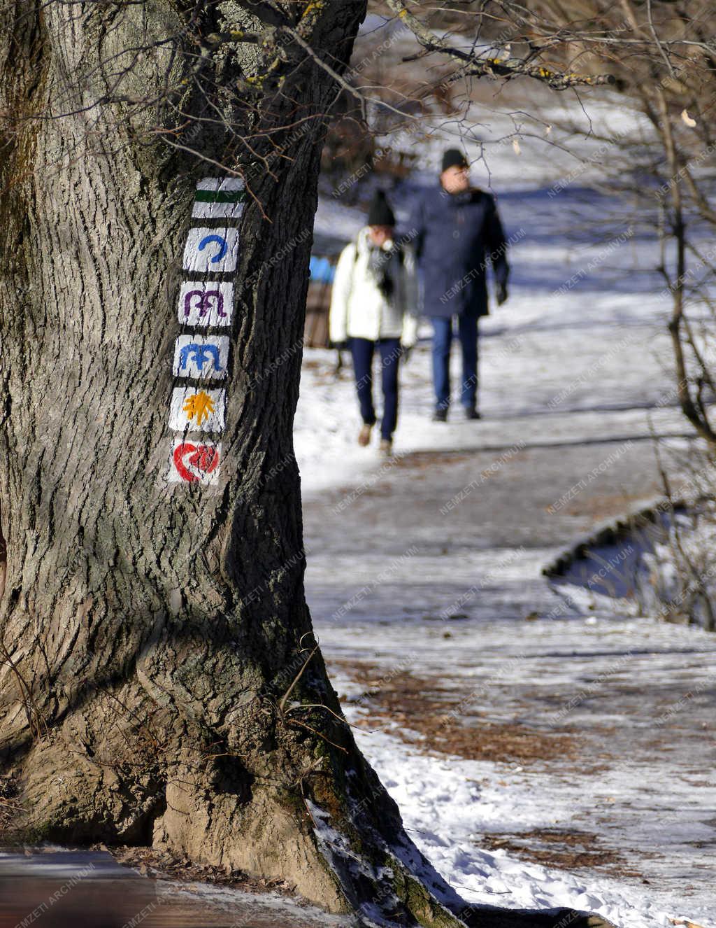 Természet - Budapest - Tél a Normafánál