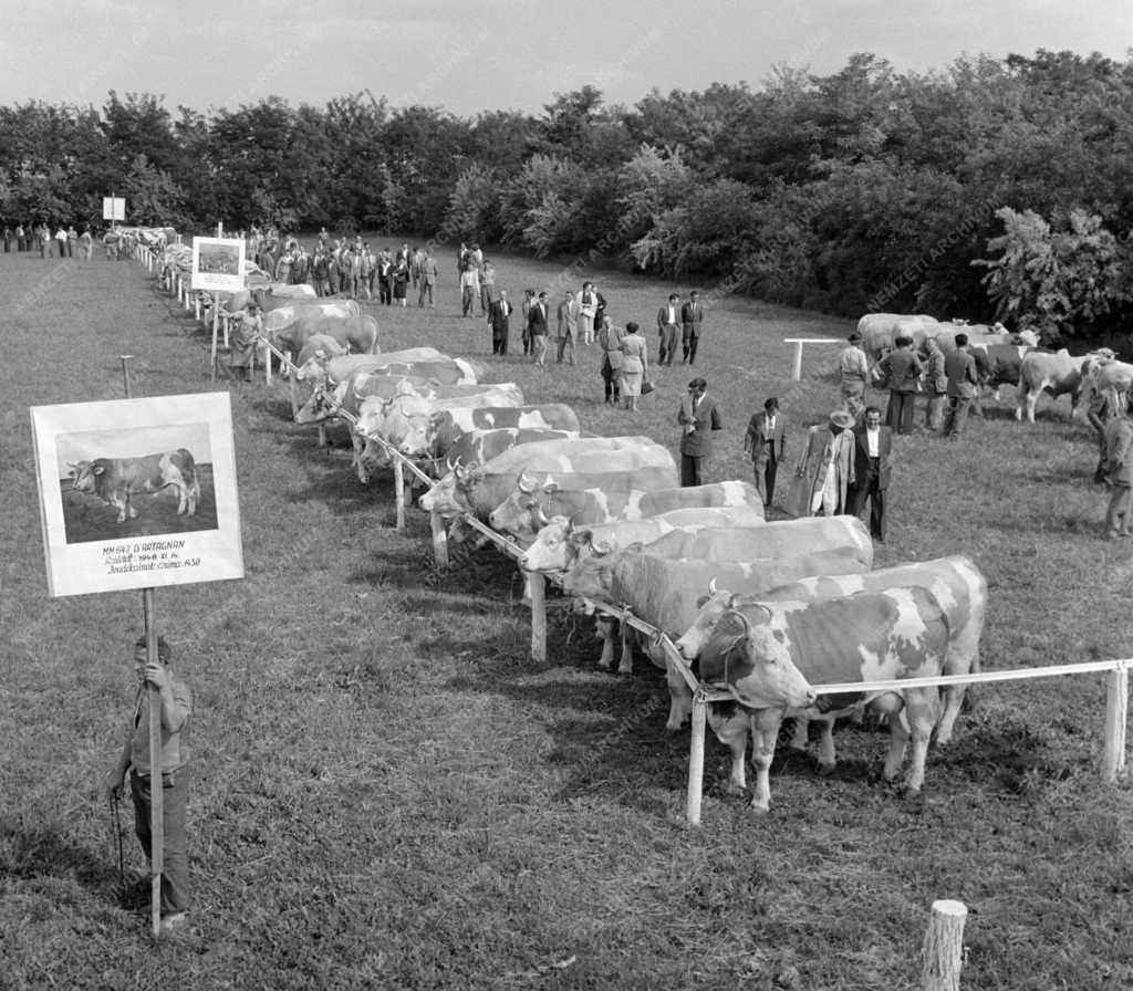 Mezőgazdaság - Mezőhegyesi Mesterséges Termékenyítő Állomás bemutatója