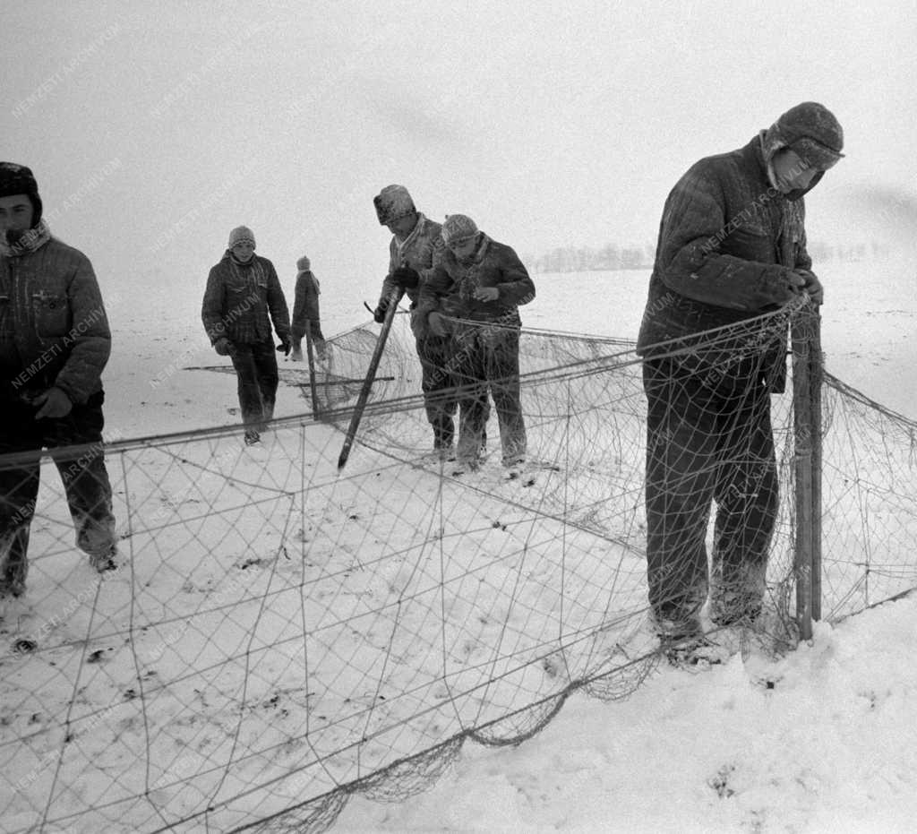 Vadászat - Nyulak befogása Szolnokon