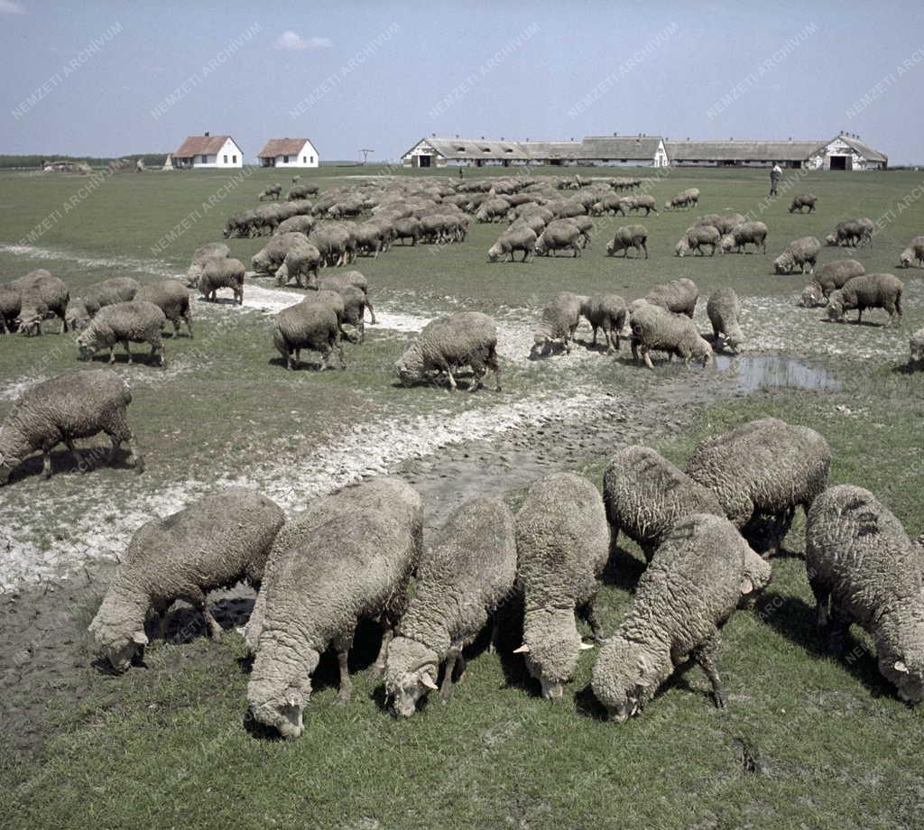 Mezőgazdaság - Állattenyésztés a Hortobágyon