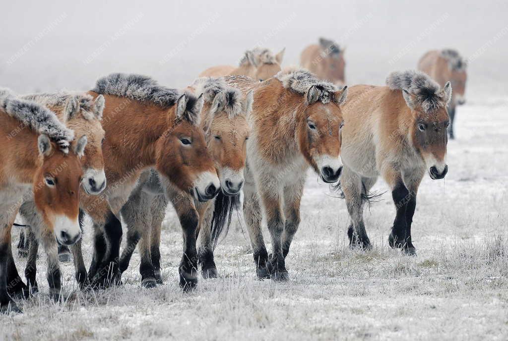 Állatvilág - Hortobágy - Przewalski-lovak a Hortobágyon