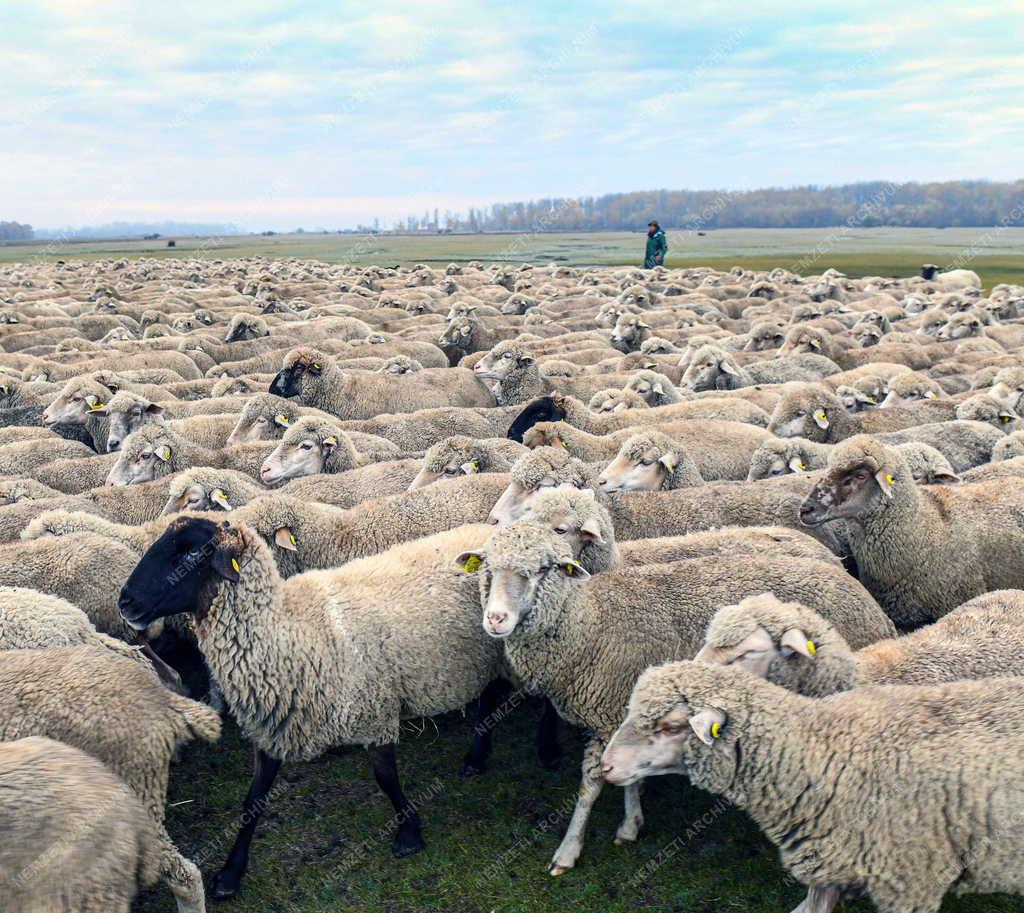 Mezőgazdaság - Őszi legeltetés a Hortobágyon