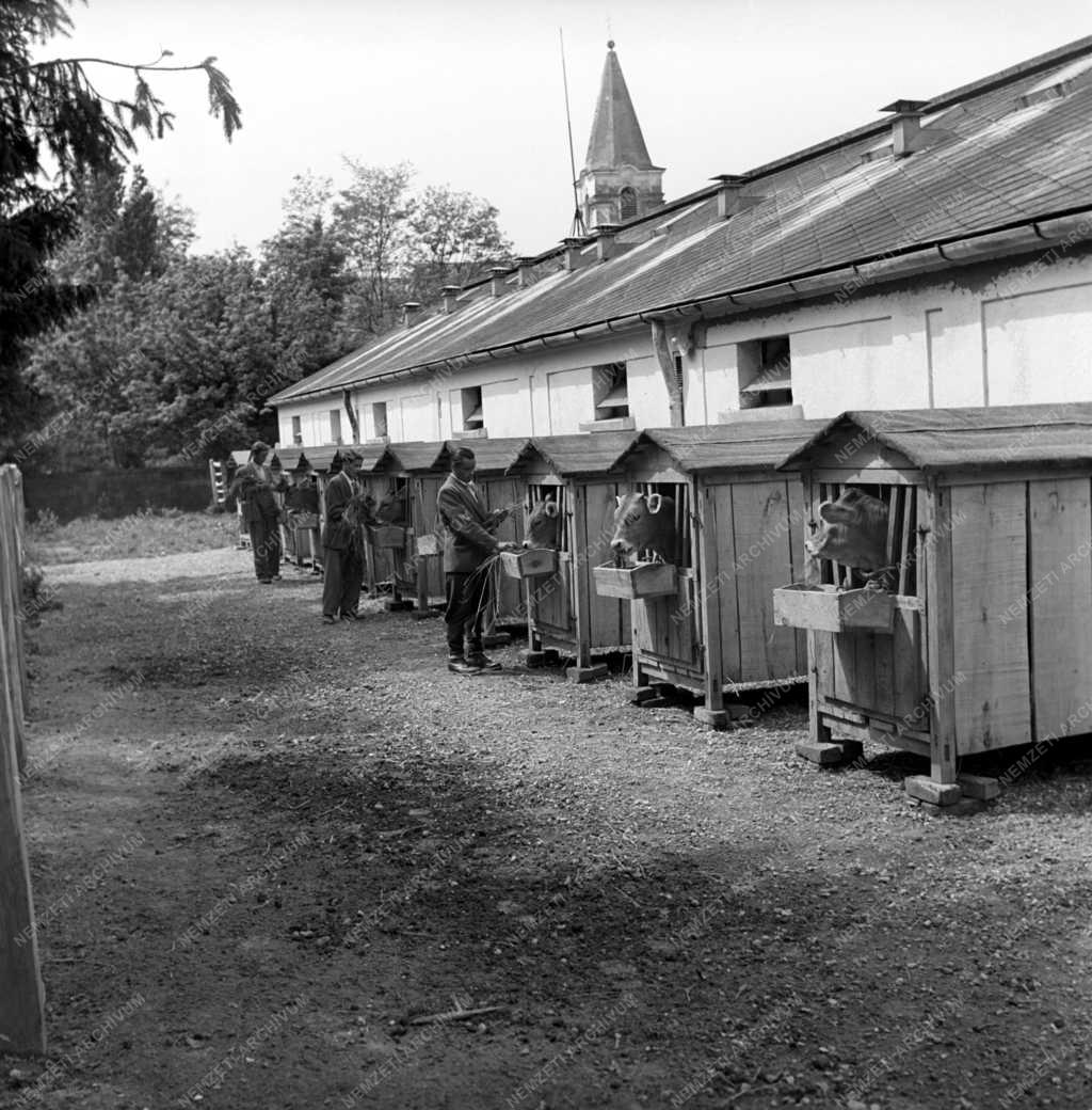 Mezőgazdaság - Borjúnevelés Steinmann ketrecekben