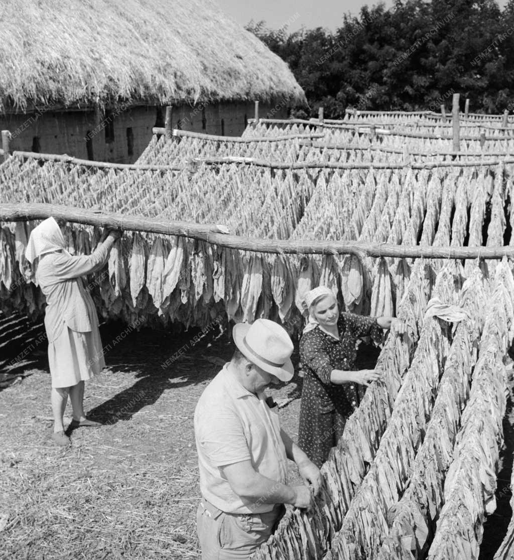 Mezőgazdaság - Dohányszüret az Aranykalász Termelőszövetkezetben