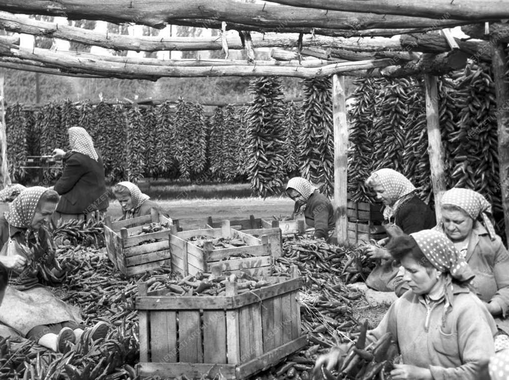 Növénytermesztés - Fűszerpaprika-feldolgozás Szegeden