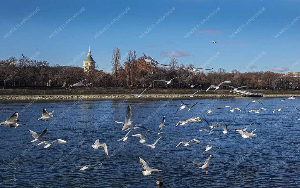 Természet - Budapest - Sirályok a Dunán