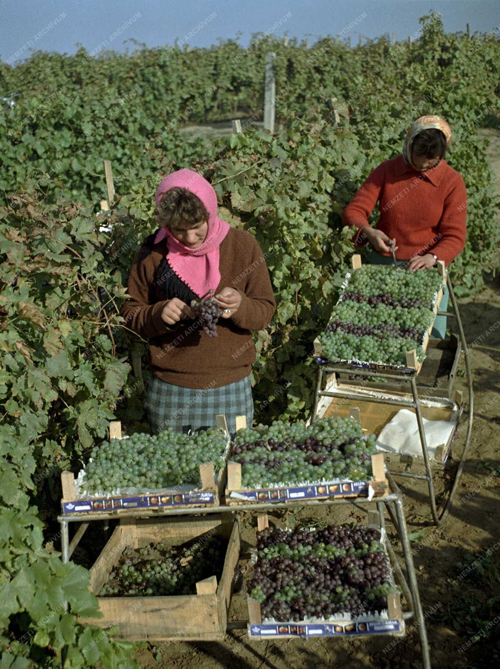 Mezőgazdaság - Szőlőszüret a Balatonboglári Állami Gazdaságban