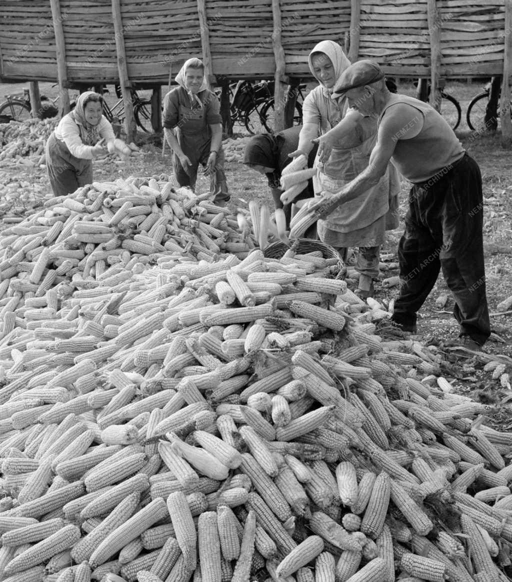 Mezőgazdaság - Törik a kukoricát az abonyi József Attila Tsz-ben