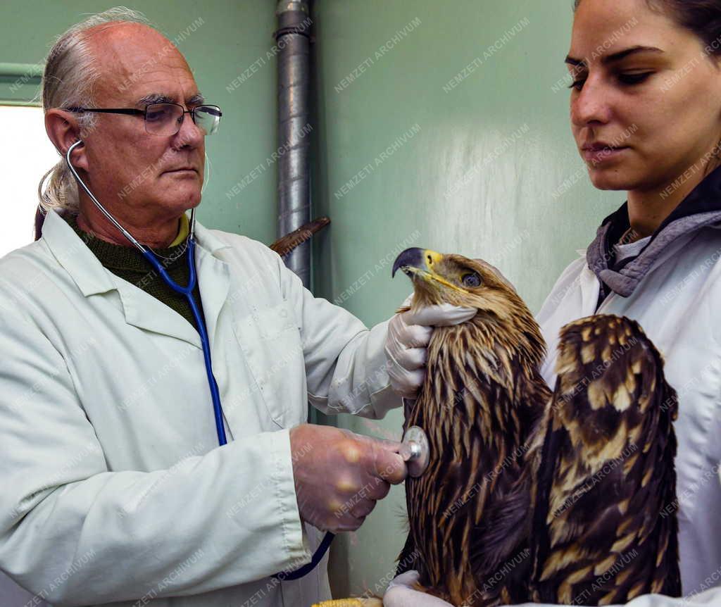 Állatvédelem - Sasok gyógyítása a Hortobágyi Madárkórházban