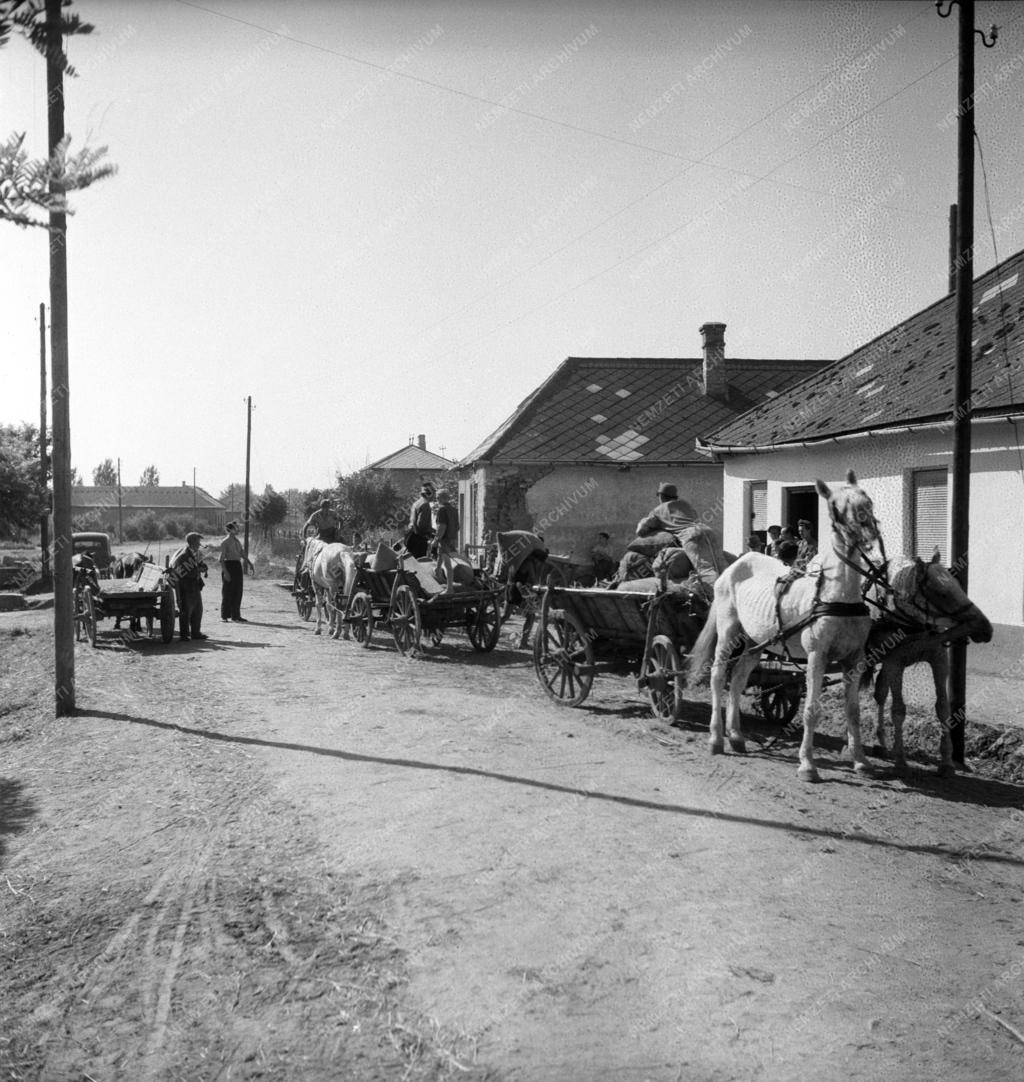 Mezőgazdaság - Földműves-szövetkezet a Balaton környékén