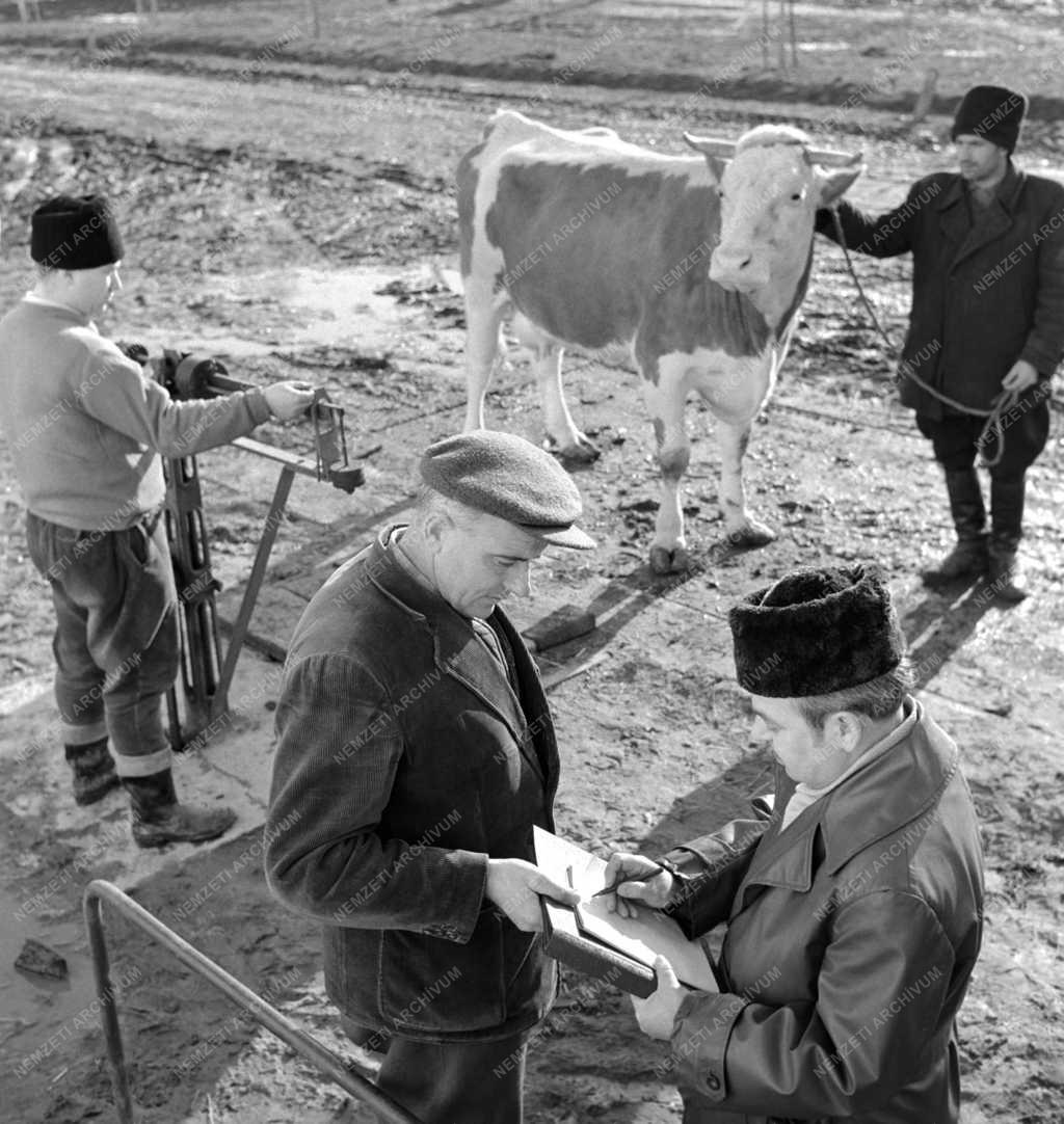 Mezőgazdaság - Zárszámadás a ceglédi Kossuth termelőszövetkezet 2-es üzemegységében