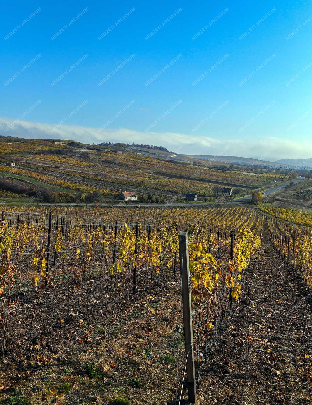 Mezőgazdaság - Szőlőültetvények Tokaj-Hegyalján