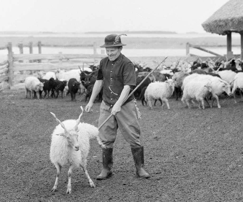 Mezőgazdaság - Állattenyésztés - Racka nyájak