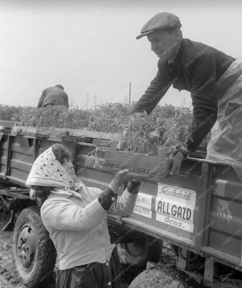 Mezőgazdaság - Felsőbabádi Állami Gazdaság kertészete 