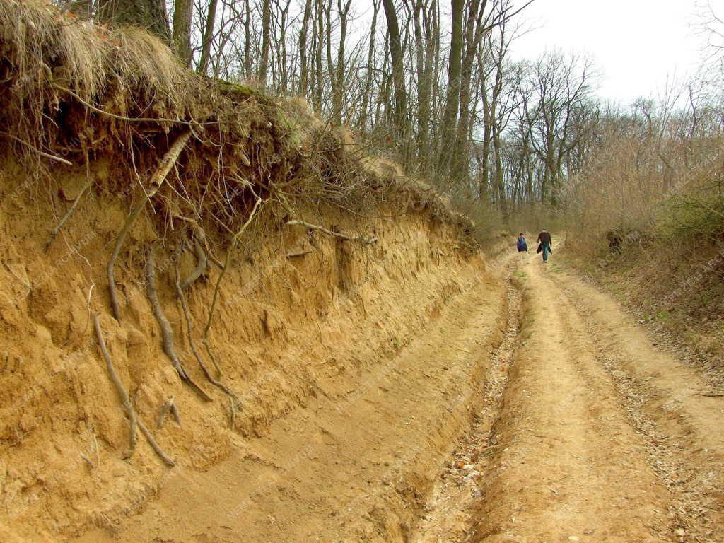 Természet – Turisták - Erdei út