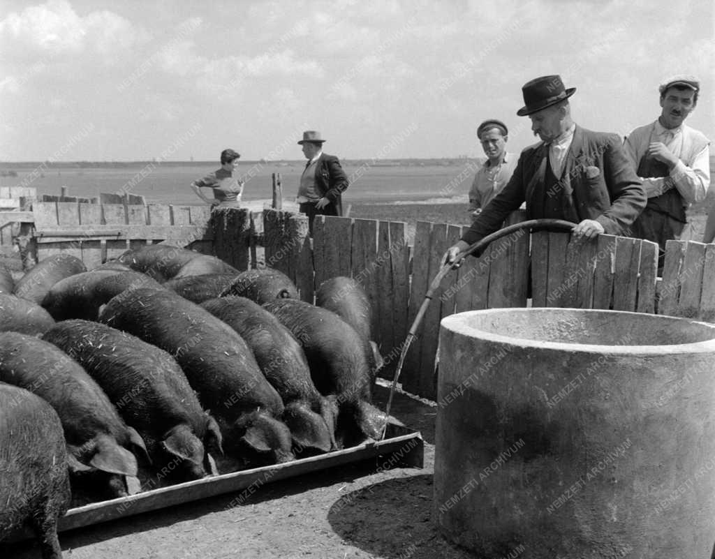 Mezőgazdaság - Állattenyésztés a sárbogárdi Kossuth Tsz-ben