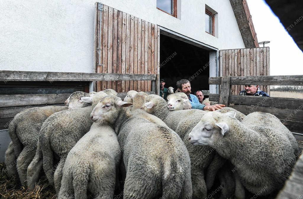 Állattenyésztés - Hortobágy - Húsvéti bárányok