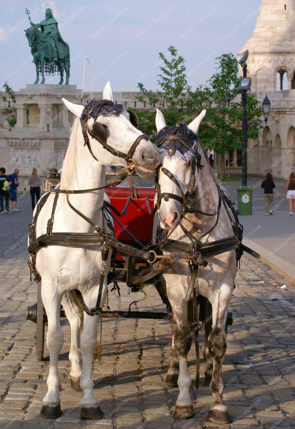 Budapest - Konflis - Lovak