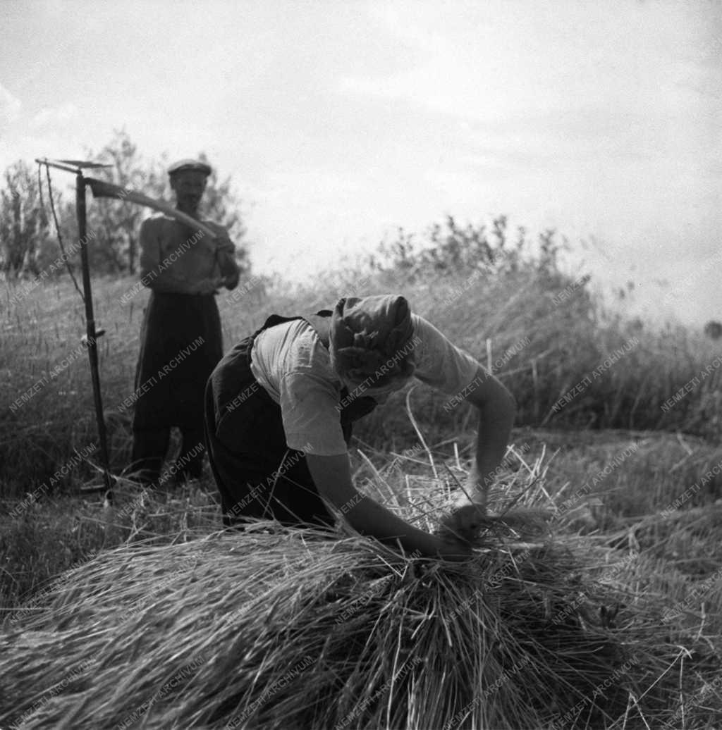 Mezőgazdaság - Aratás - Marokszedő