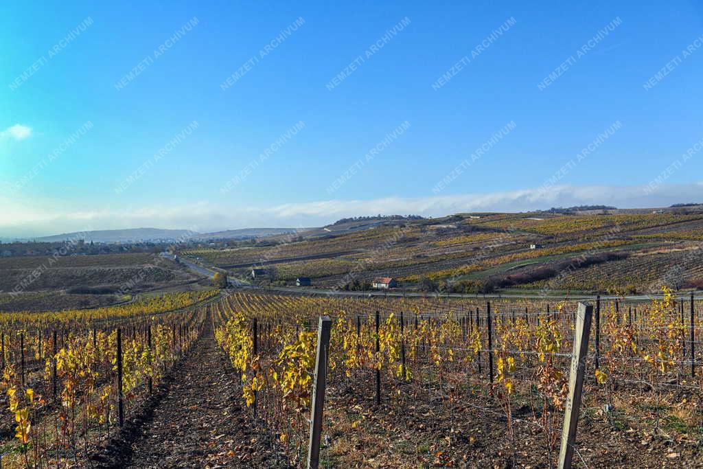 Mezőgazdaság - Szőlőültetvények Tokaj-Hegyalján