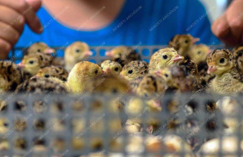 Tudomány - Génmegőrzés a Debreceni Egyetem Agrár Kutatóintézetek és Tangazdaságában