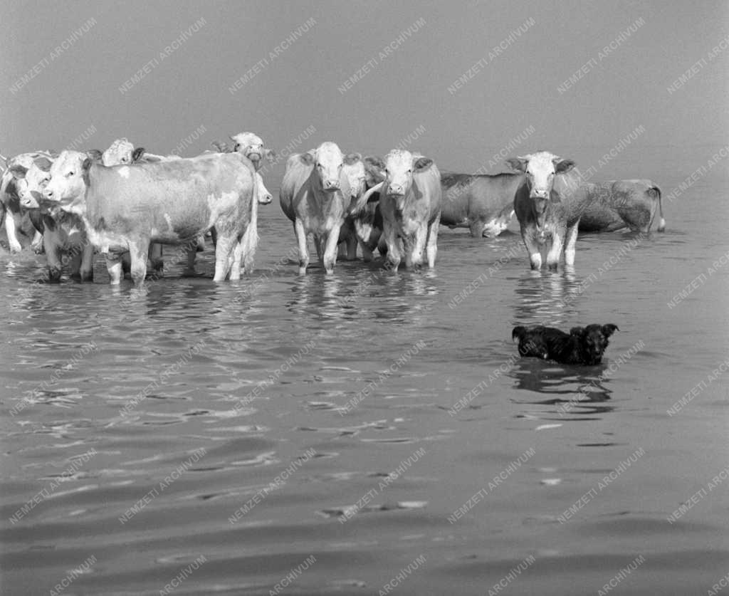 Mezőgazdaság - Keszthelyi Agrártudományi Főiskola tangazdasága