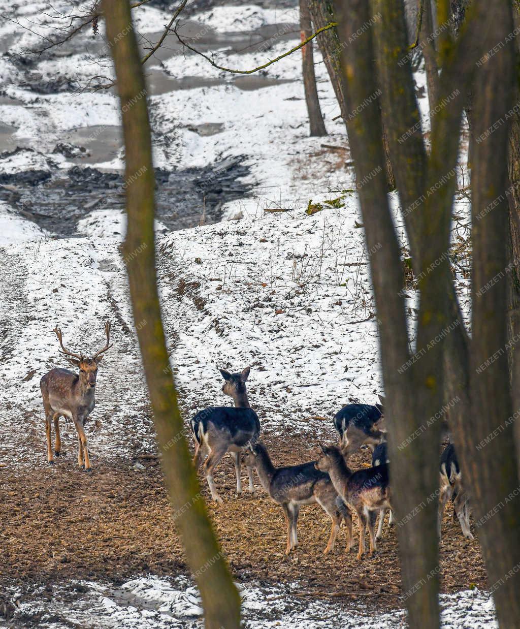 Vadgazdálkodás - Nyíradony - Dámvadak a téli erdőben