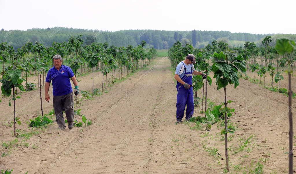 Mezőgazdaság - Monostorpályi - Erdő telepítés