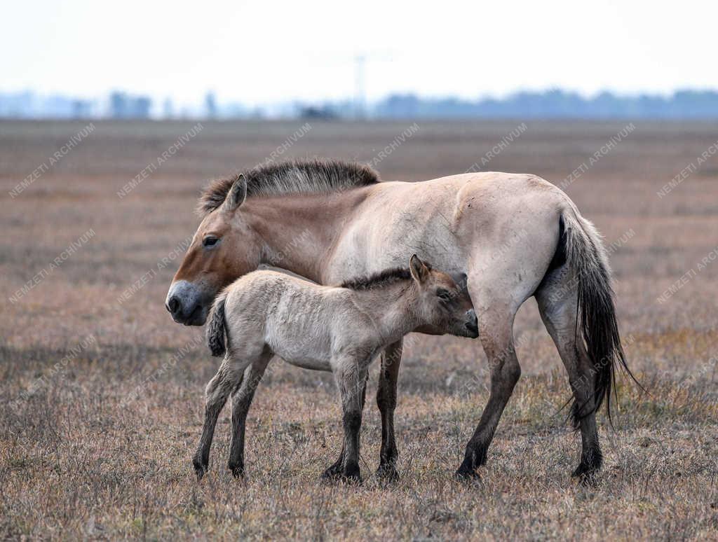 Állatvilág - Hortobágy - Przewalski-lovak