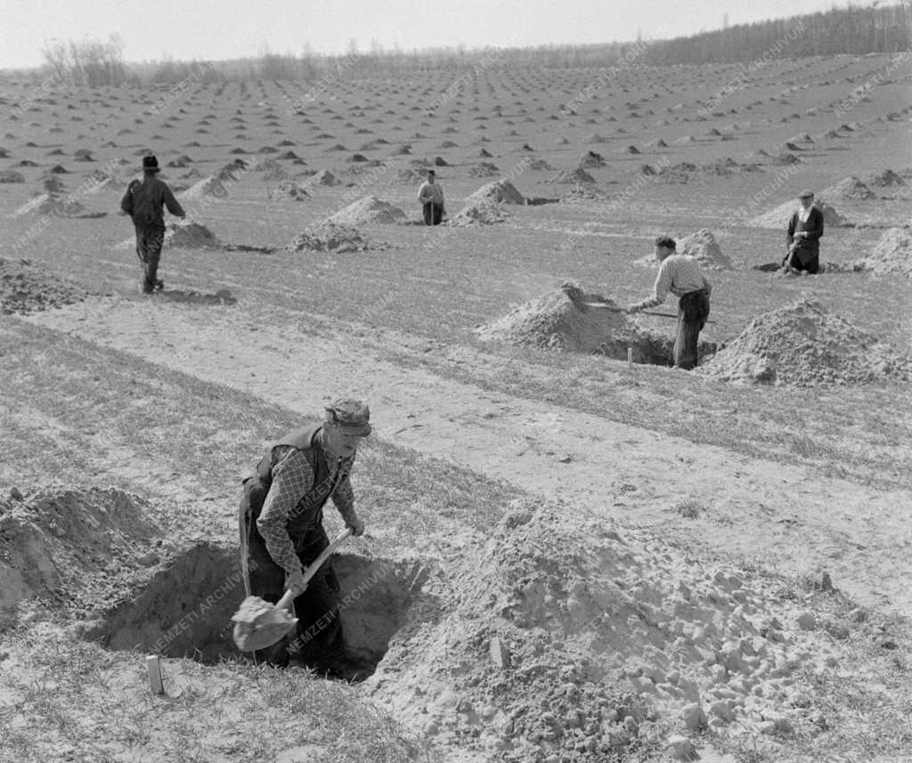 Mezőgazdaság - Vörössugár Termelőszövetkezet