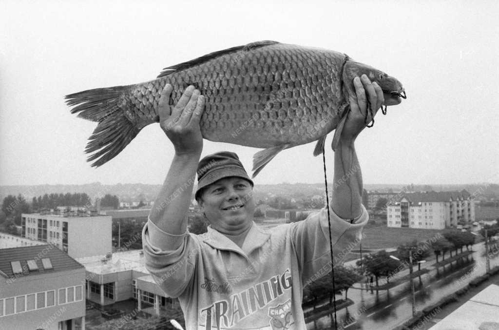 Hobbi - Kapitális pontyokat fogott egy hatvani horgász