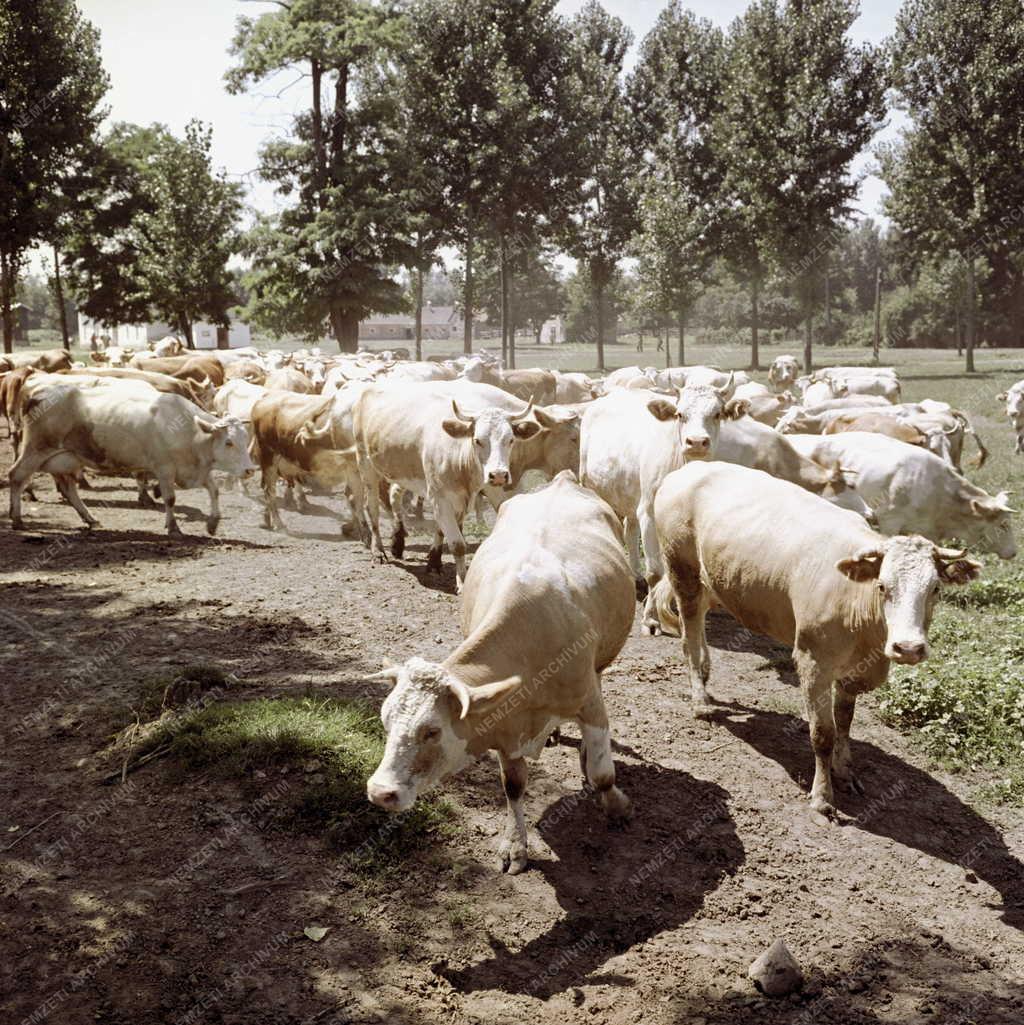 Mezőgazdaság - Barcsi Vöröscsillag Termelőszövetkezet