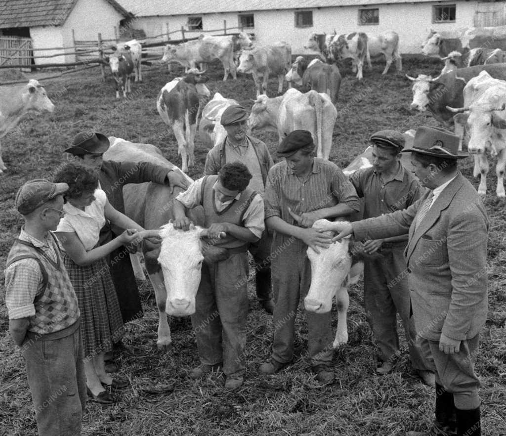 Mezőgazdaság - Oktatás -  Állattenyésztő szakmunkásképzés Nagykőrösön