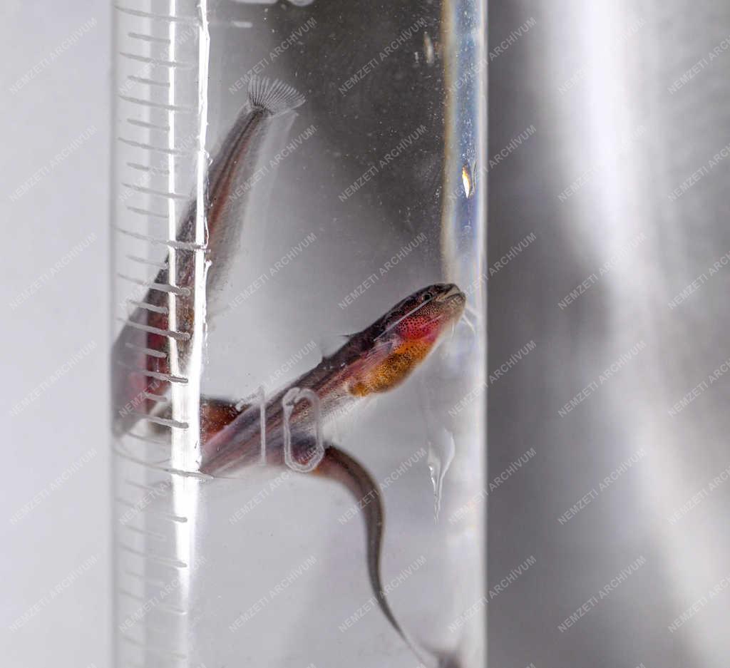 Tudomány - Debrecen - Halbiológiai laboratórium