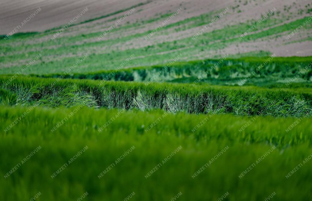 Mezőgazdaság - Kalászt érlel az őszi árpa