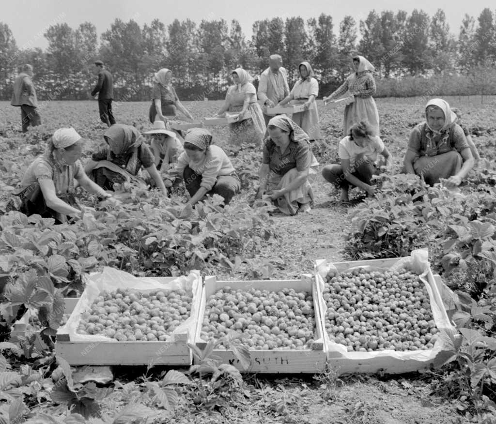 Mezőgazdaság - Szedik a földiepret Csongrádban