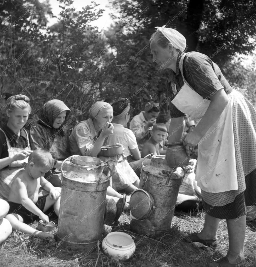 Mezőgazdaság - Aratás a pásztói Béke Tsz-ben