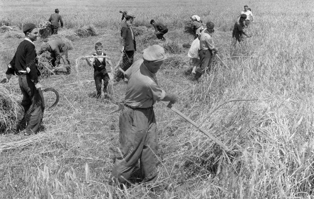 Mezőgazdaság - Kézi aratás a géderlaki Új Élet Tsz-ben