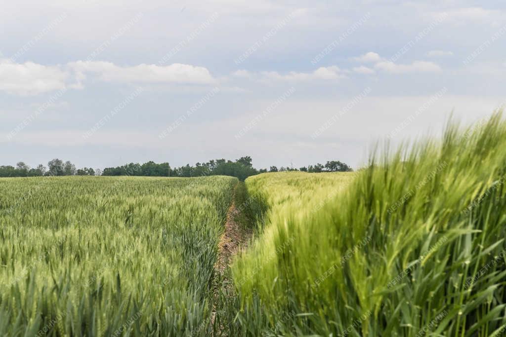 Mezőgazdaság - Szigetszentmiklós - Gabonafélék