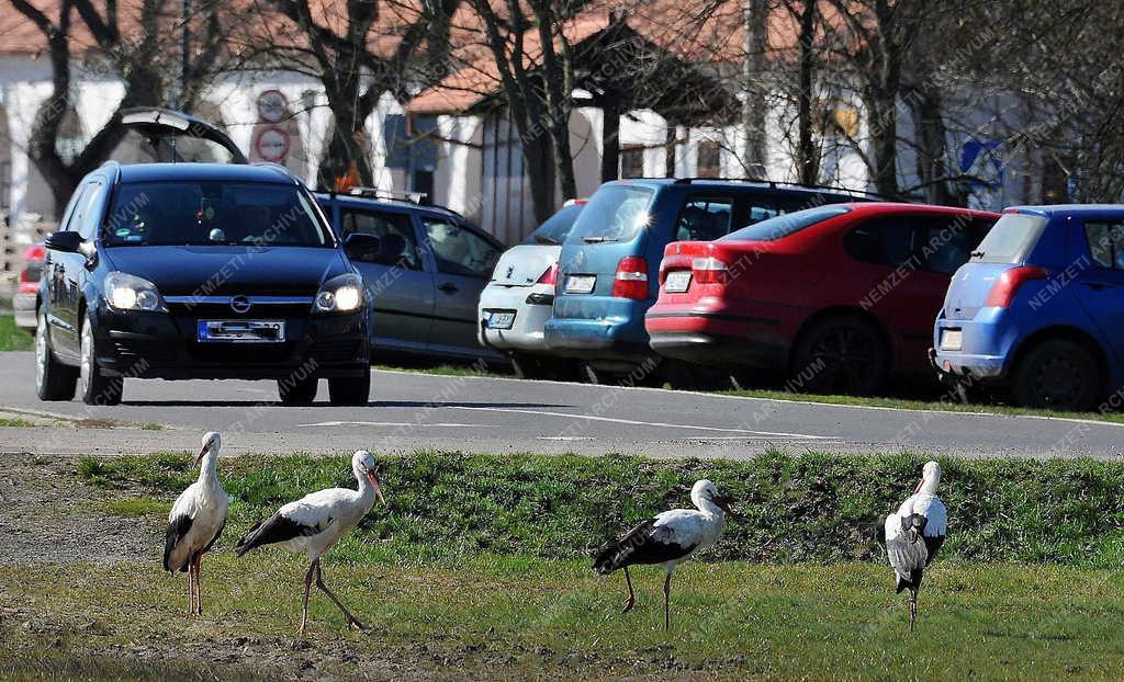 Természet - Hortobágy - Megjöttek a gólyák a Hortobágyra