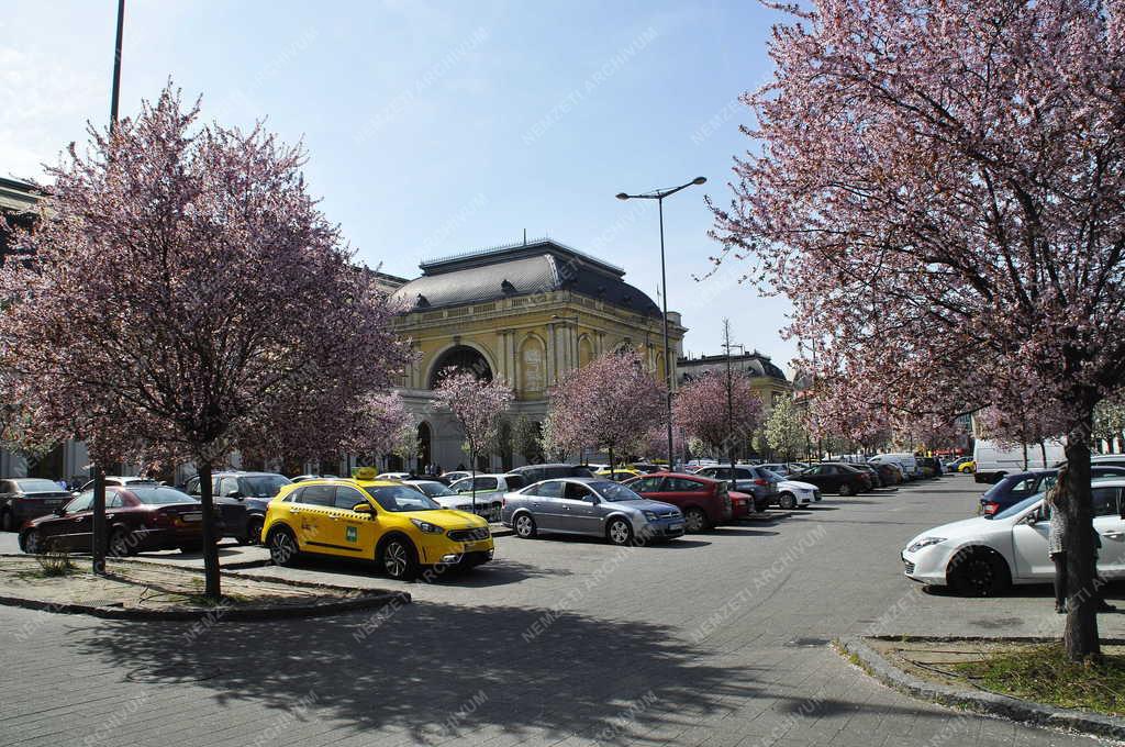 Természet - Budapest - Virágzó fák az autóparkolóban