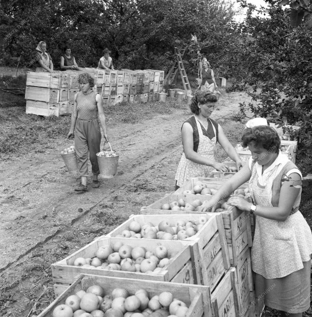 Mezőgazdaság - Veszprém–Zalai Állami Gazdaságok