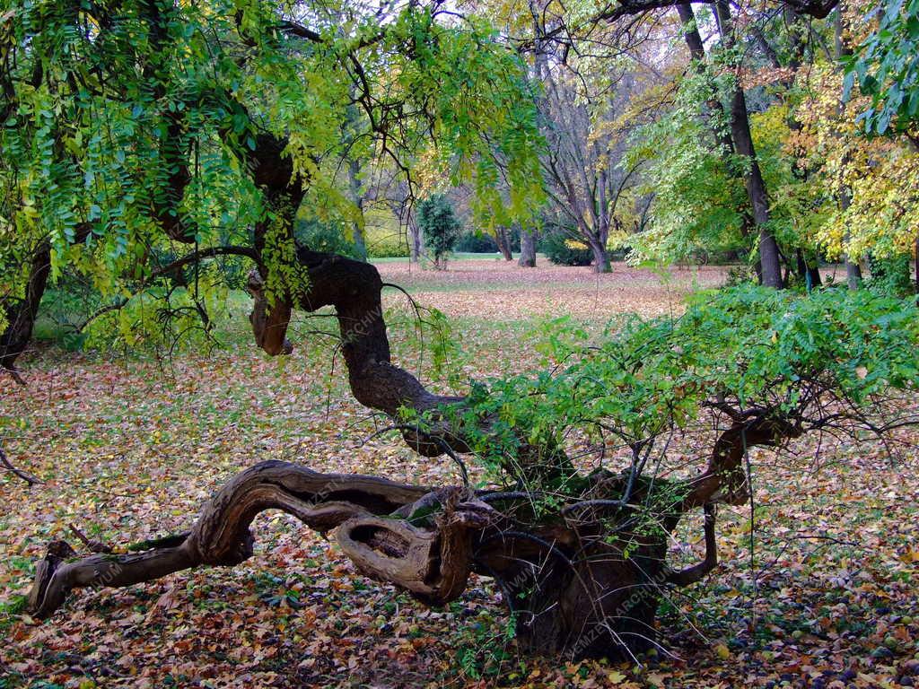 Természet - Szarvas - Arborétum