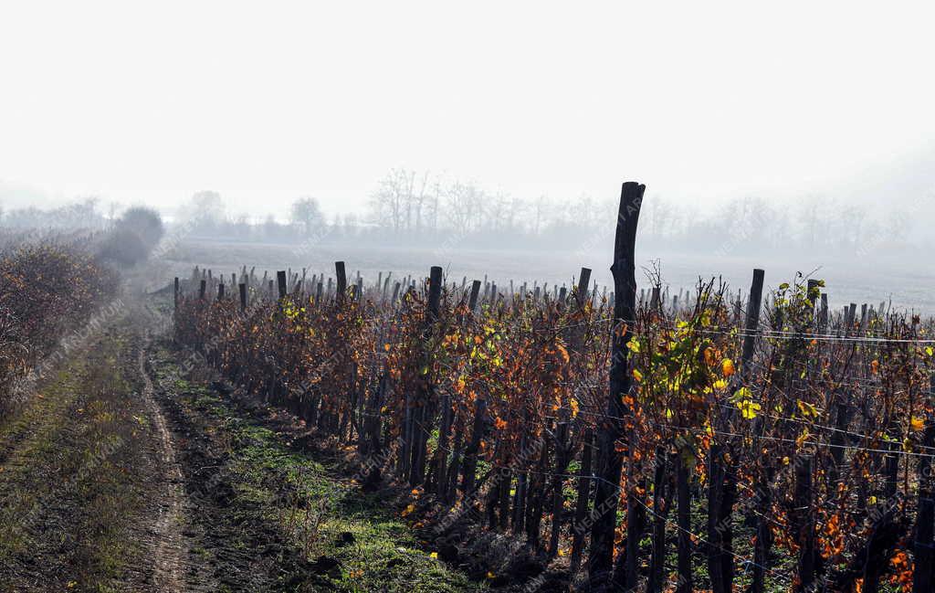 Mezőgazdaság - Szőlőültetvények Tokaj-Hegyalján