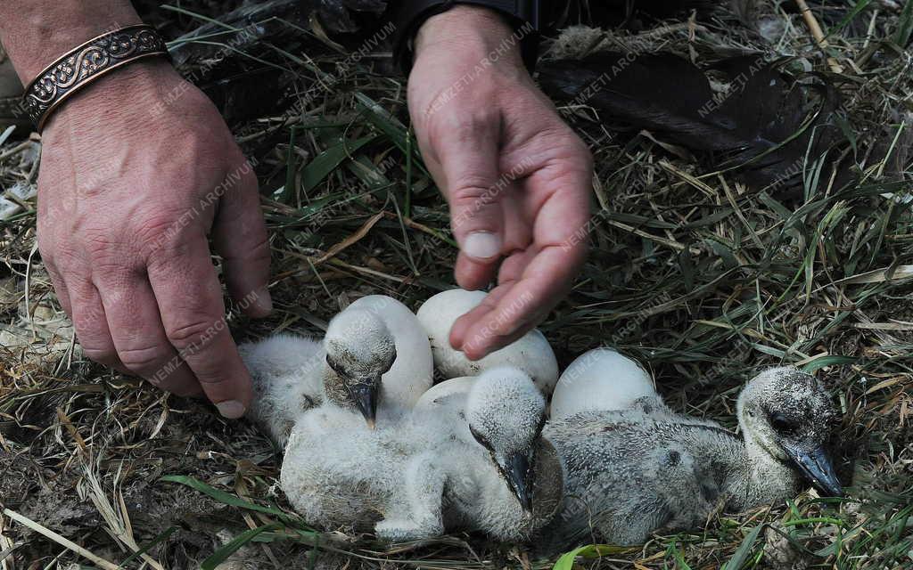 Állatvilág - Hortobágy - Gólyák a Hortobágyi Madárkórházban