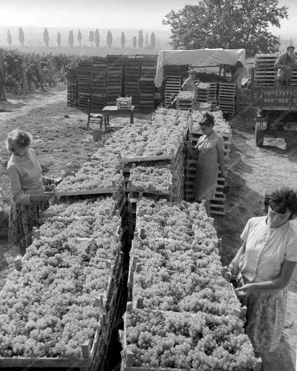 Mezőgazdaság - Szőlőszüret a Balatonboglári Állami Gazdaságban