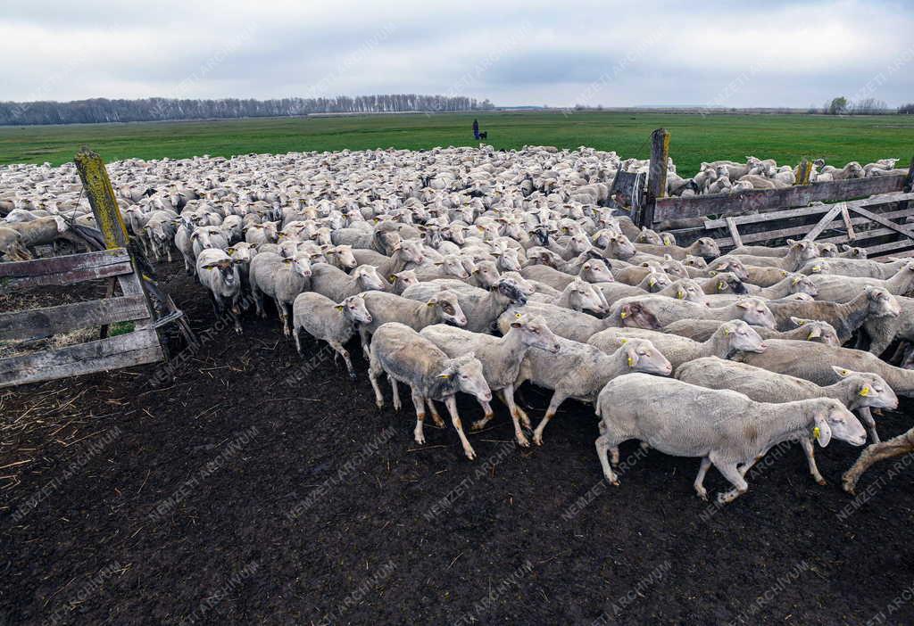 Mezőgazdaság - Kezdődik a legeltetési szezon Hortobágyon