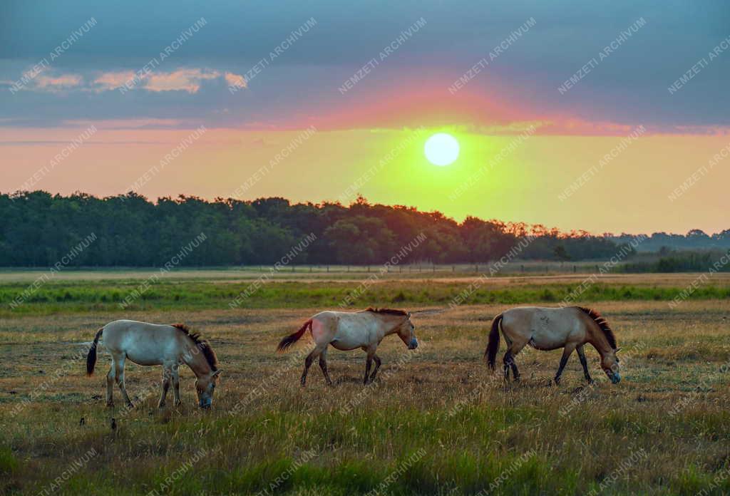 Mezőgazdaság - Állatvédelem - Przewalski-lovak a Hortobágyon